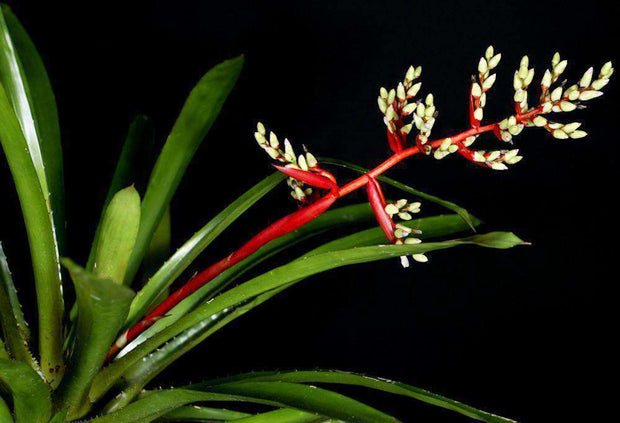 Aechmea 'David Barry' - Tropiflora