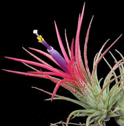 Tillandsia ionantha 'Fuego' - Tropiflora