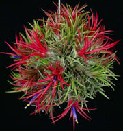 Tillandsia ionantha 'Fuego' - Tropiflora
