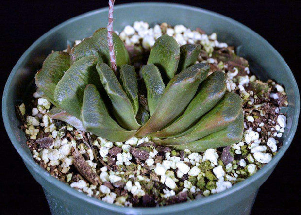 Haworthia 'Suzinami' - Tropiflora