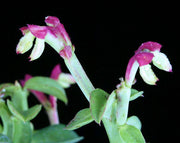 Monadenium coccineum - Tropiflora