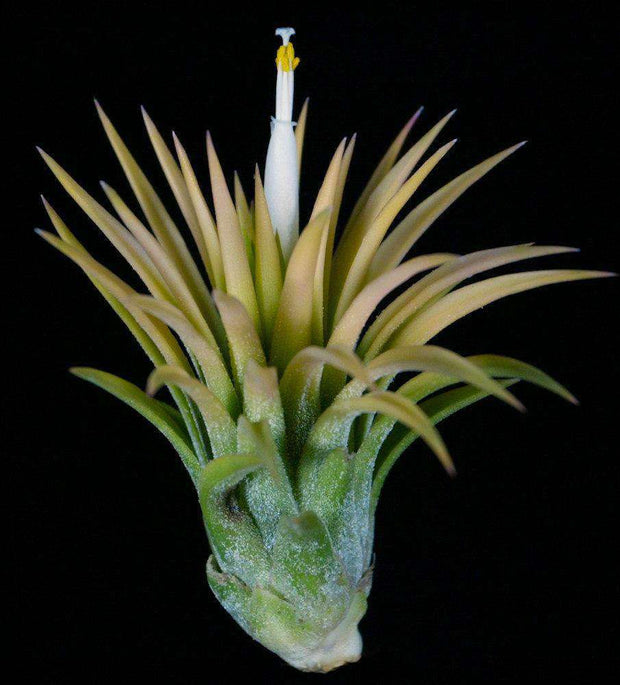 Tillandsia ionantha 'Druid' - Tropiflora