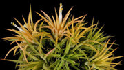 Tillandsia ionantha 'Druid' - Tropiflora