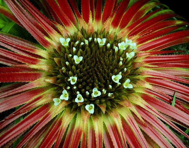 Sincoraea heleniceae SEL2003-0253 - Tropiflora