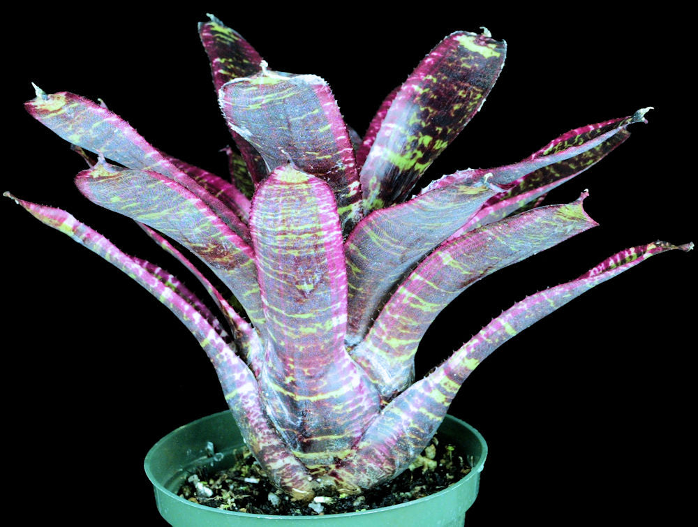 Neoregelia 'Lucifer' – Tropiflora