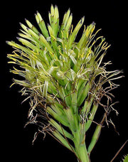 Billbergia horrida - Tropiflora