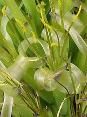 Billbergia horrida - Tropiflora