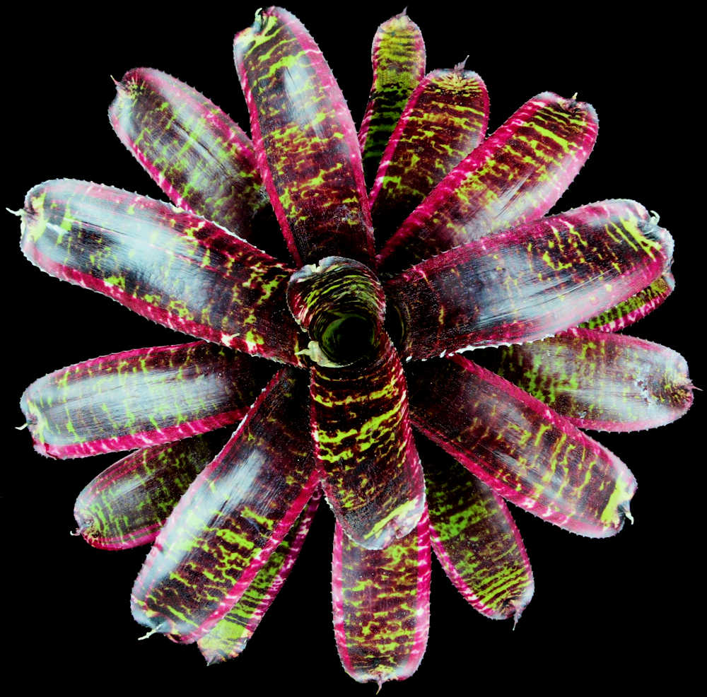 ブロメリア・エアープランツ Neoregelia Lucifer Neoregelia 'Lucifer' – Tropiflora
