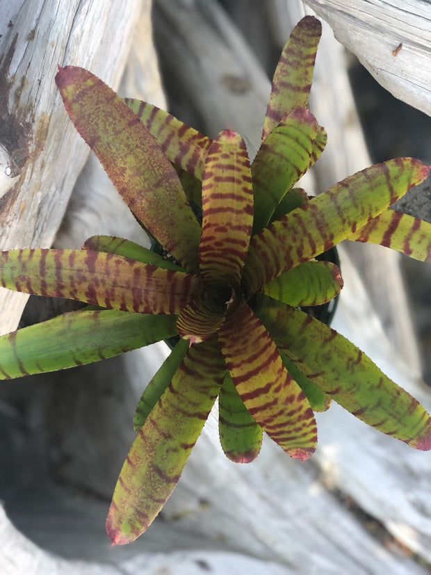 Neoregelia 'Bee Sting'