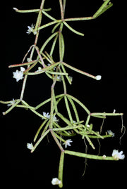 Rhipsalis floccosa ssp. pulvinigera