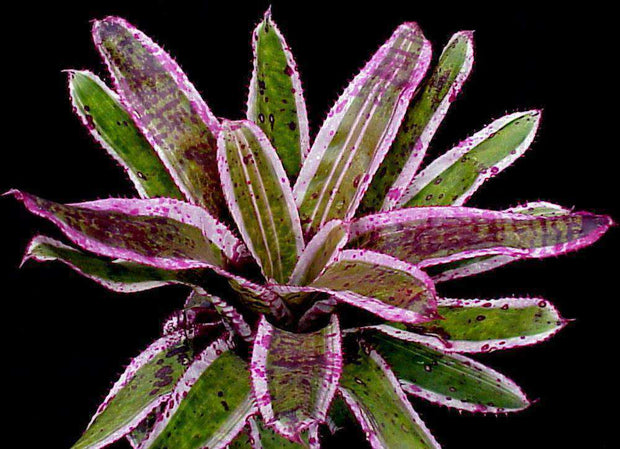 Aechmea orlandiana 'Ensign' - Tropiflora