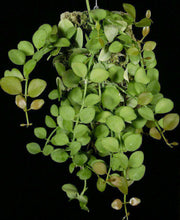 Dischidia species 'Geri' - Tropiflora