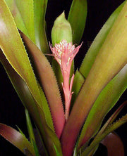 Aechmea gigantea - Tropiflora