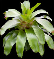 Neoregelia 'Plever'