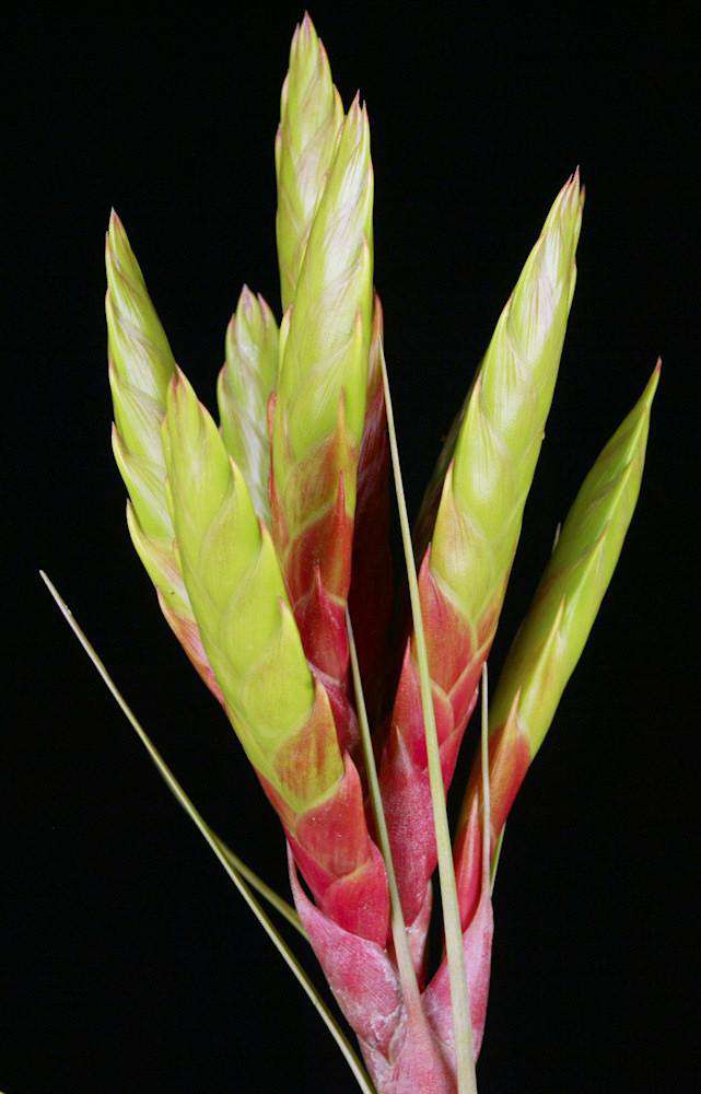 Tillandsia 'Bahia' – Tropiflora