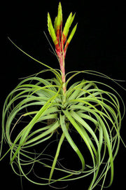 Tillandsia 'Bahia' - Tropiflora
