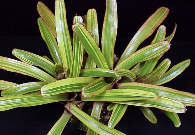 Neoregelia ampullacea variegated