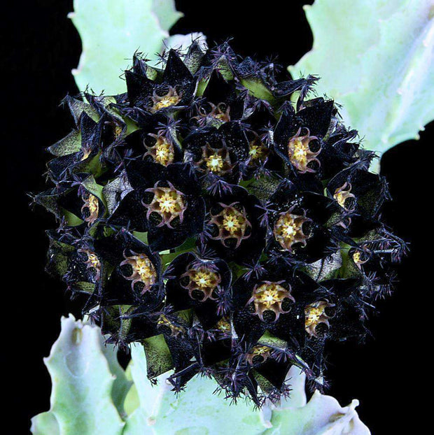 Desmidorchis speciosa - Tropiflora