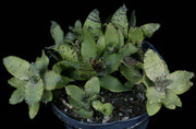 Neoregelia lilliputiana - Tropiflora