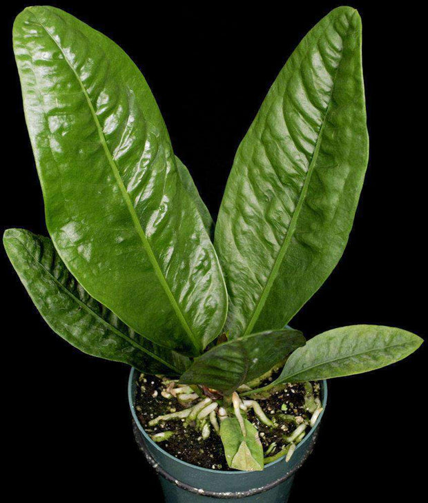 Anthurium superbum - Tropiflora
