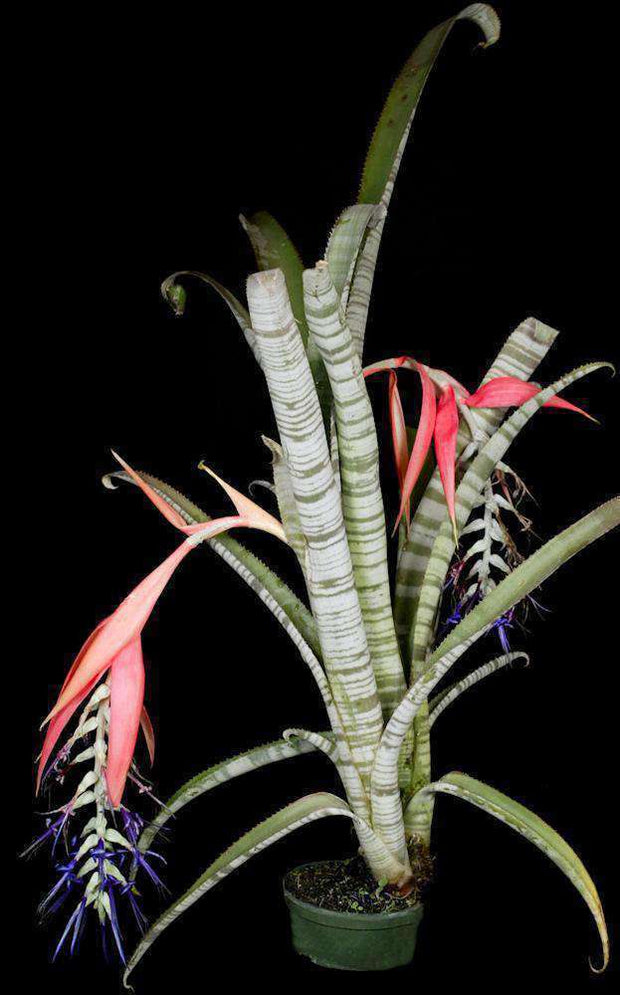 Billbergia brasiliensis - Tropiflora