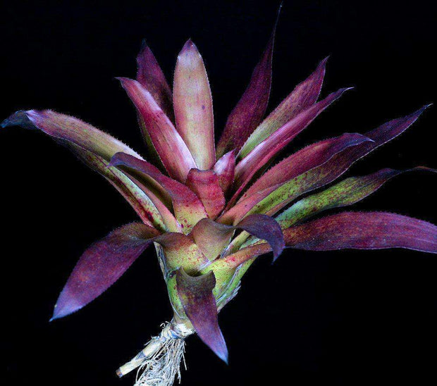 Canistropsis correia-araujoi - Tropiflora