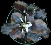 Cryptanthus 'Andromeda' - Tropiflora