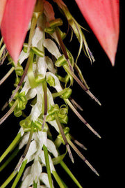 Billbergia rosea - Tropiflora