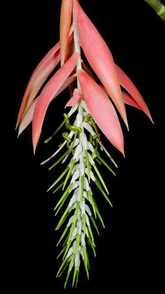 Billbergia rosea - Tropiflora