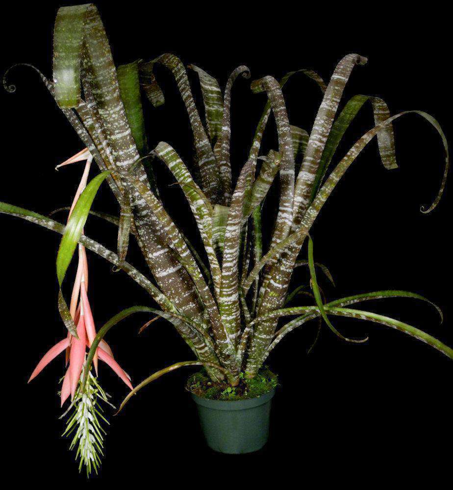 Billbergia rosea – Tropiflora