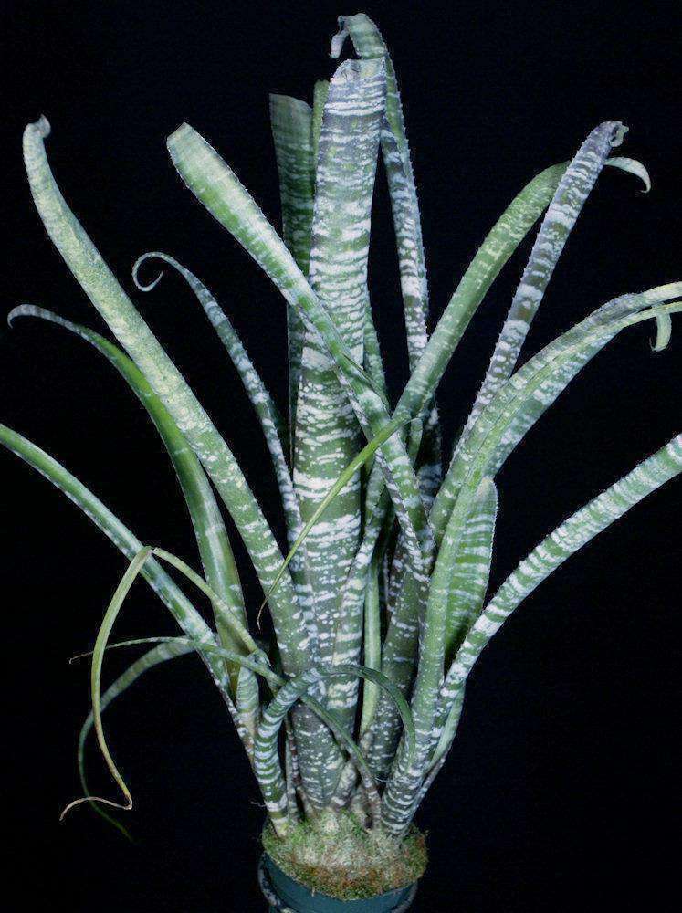 Billbergia rosea – Tropiflora