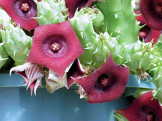 Huernia schneideriana - Tropiflora