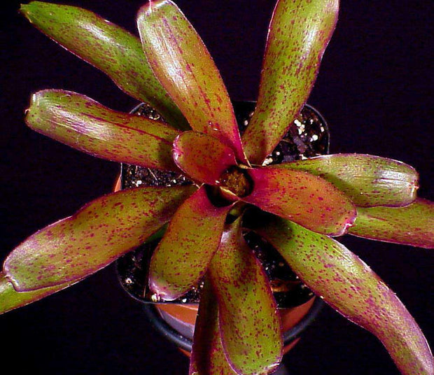 Neoregelia 'Fireball' x ampullacea - Tropiflora