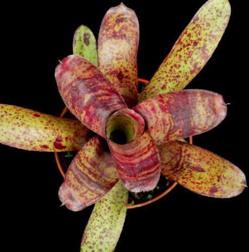 Neoregelia ampullacea 'Tigrina' x (ampullacea x 'Plutonis') - Tropiflora