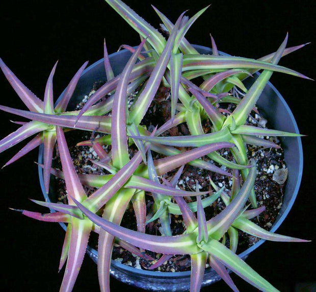 Agave nizendensis - Tropiflora