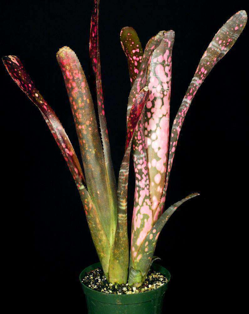Billbergia 'Incendiary Delight' – Tropiflora