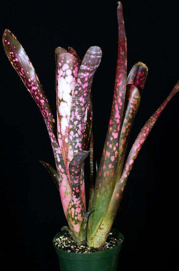 Billbergia 'Incendiary Delight' - Tropiflora