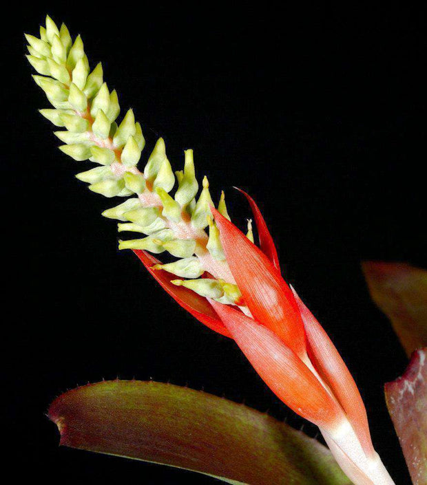 Aechmea nudicaulis 'Chiriqui Grande' - Tropiflora