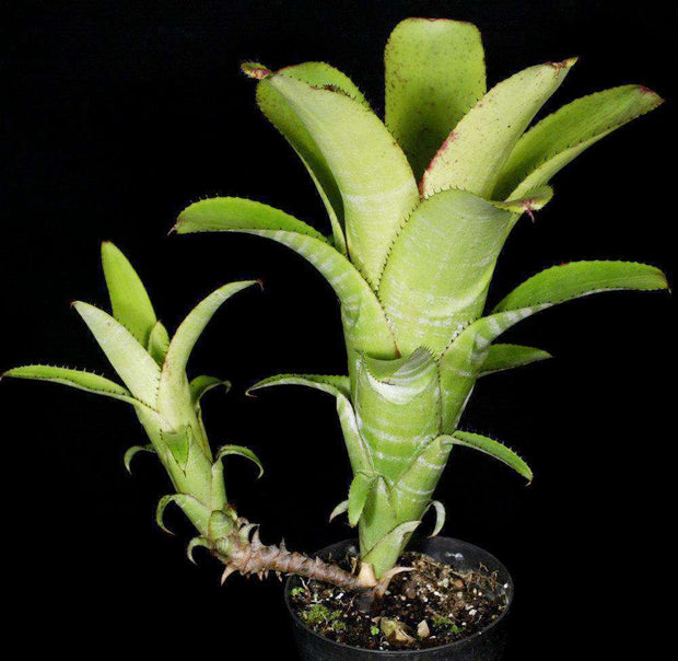 Aechmea nudicaulis 'Chiriqui Grande' - Tropiflora