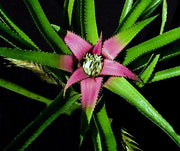 Neoregelia 'Morona' x eleutheropetala 'Pink' - Tropiflora