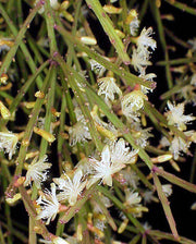 Rhipsalis ewaldiana - Tropiflora