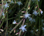 Rhipsalis ewaldiana - Tropiflora