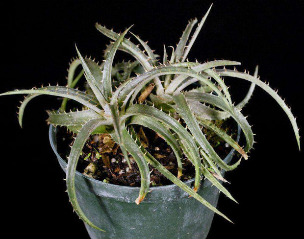 Dyckia 'Betty Garrison' - Tropiflora