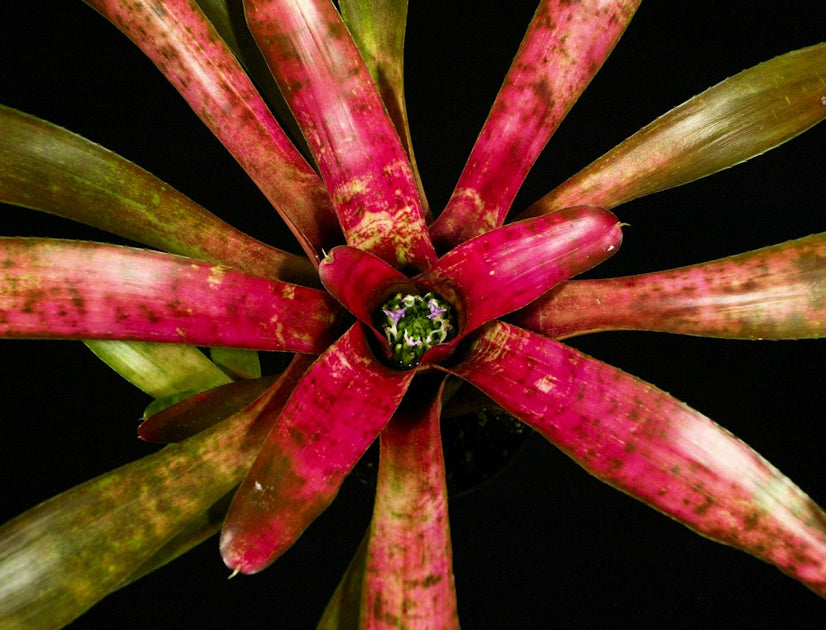 Neoregelia 'Alpine Rose' – Tropiflora