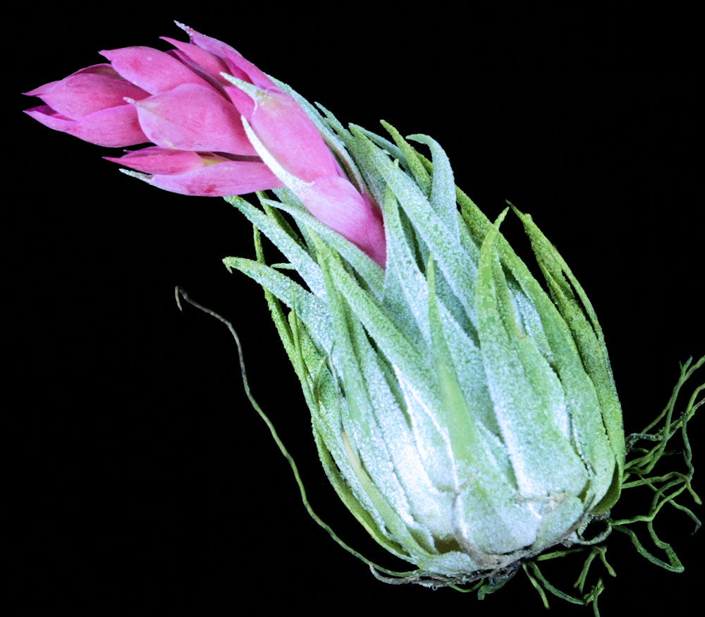 Tillandsia sprengeliana 内陸型　滝沢会長株 4127-