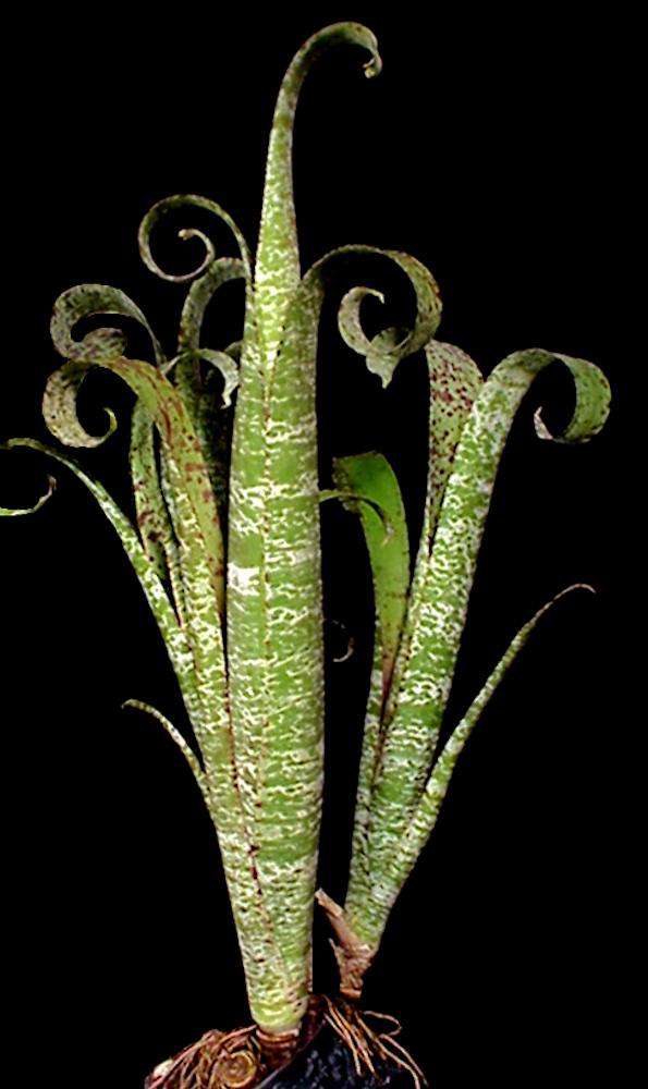 Quesnelia marmorata 'Tim Plowman' – Tropiflora