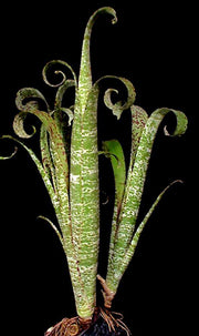 Quesnelia marmorata 'Tim Plowman' - Tropiflora