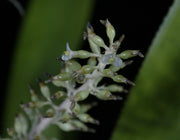 Androlepis fragrans