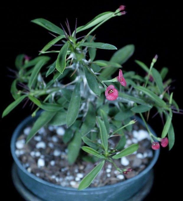Euphorbia milii 'Greenhouse Hybrid' - Tropiflora