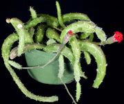 Senecio pendulus 'Inchworm plant' - Tropiflora